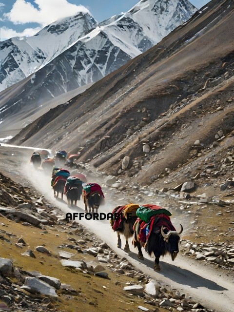 Herd of yaks with colorful blankets on them traveling down a mountain trail