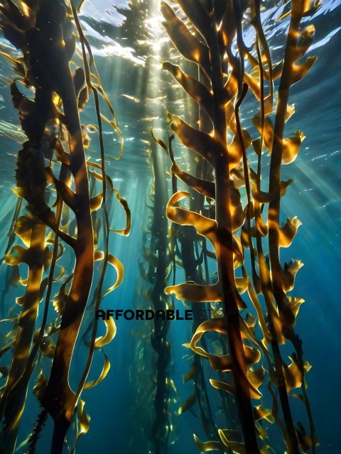 A close up of a seaweed plant with sunlight shining through