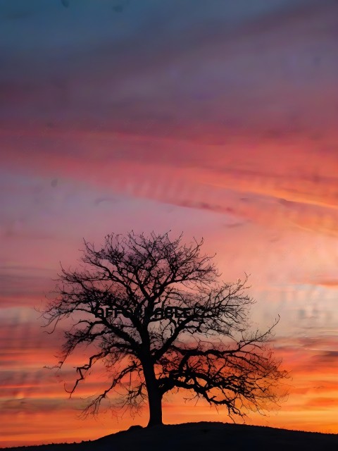 A tree silhouette in a pink and orange sky