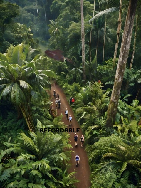 A group of people walking on a path through the jungle