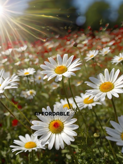 White Daisy with Yellow Center in a Field of Red Flowers