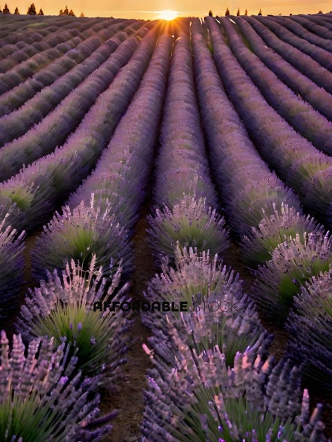Lavender Field with Purple Flowers
