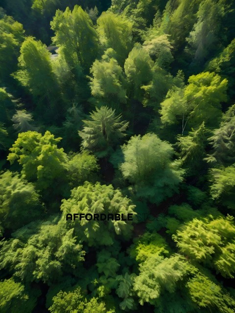 A forest with many trees and greenery