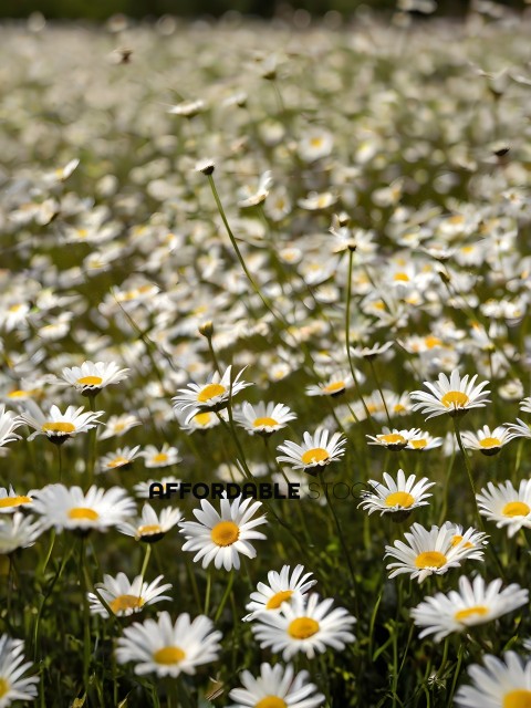 A field of white flowers with yellow centers