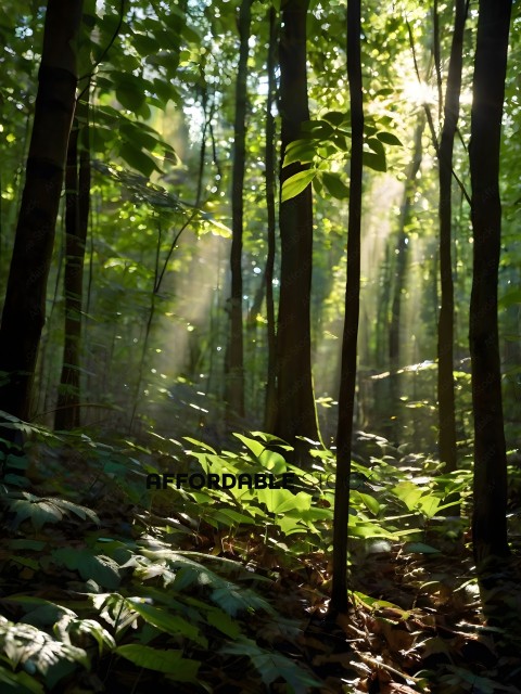 A forest with sunlight streaming through the trees