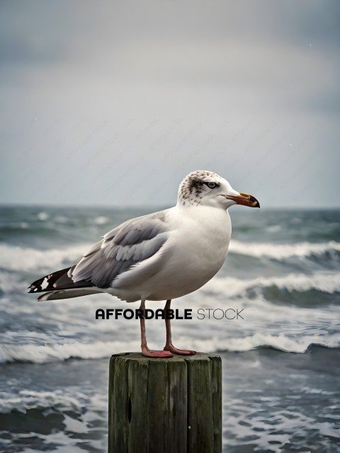 A seagull perched on a wooden post
