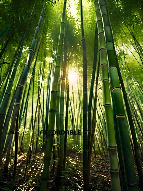 Bamboo Forest with Sunlight Streaming Through