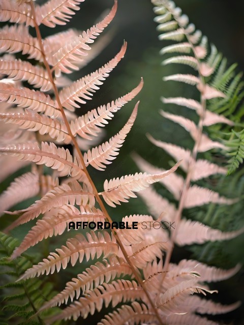 Pink Ferns with a Green Background