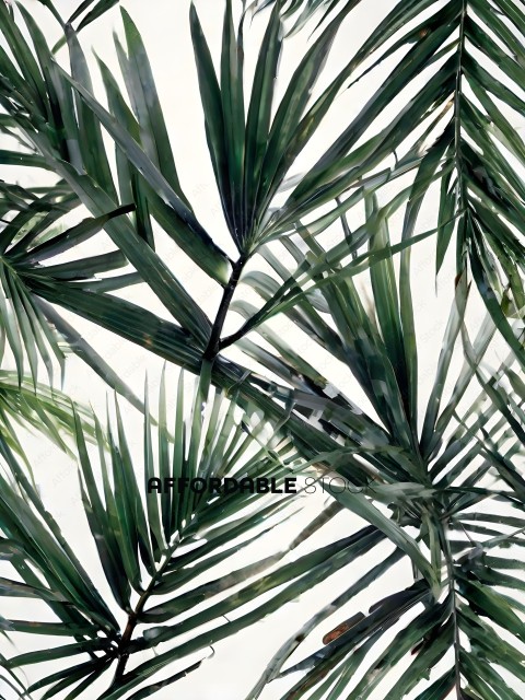 Palm Leaves on White Background