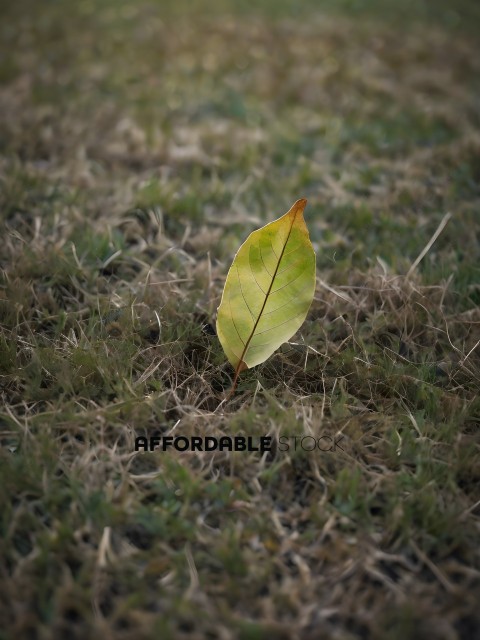 A single green leaf in the grass