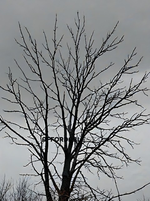 A tree with no leaves
