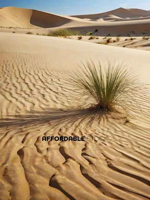 A plant in the sand dunes