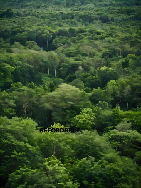A forest with a lot of trees and greenery