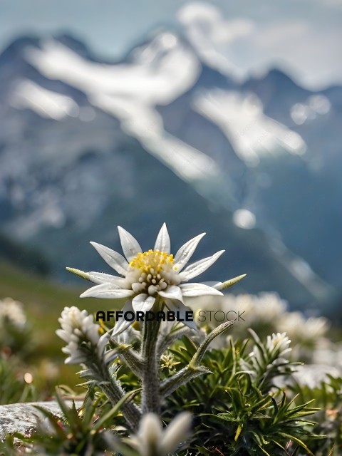 A beautiful white flower with yellow center in the middle of a field