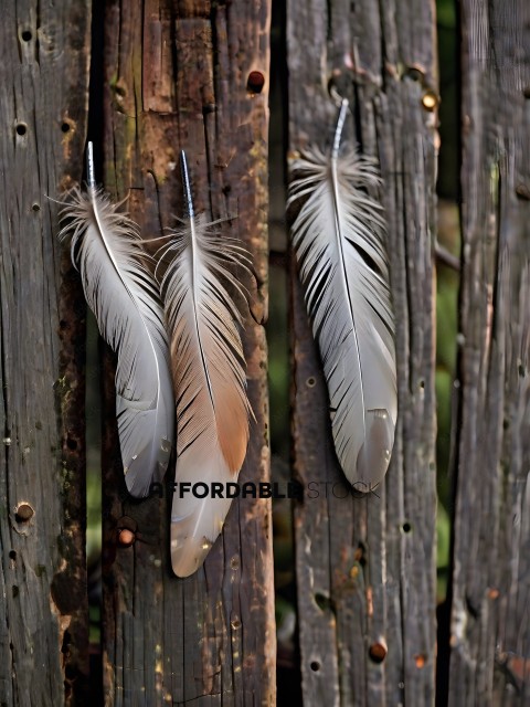 Two feathers hanging on a wooden fence
