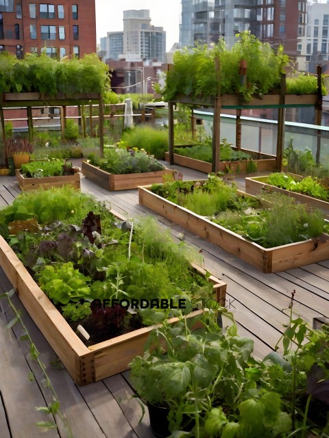 A rooftop garden with many different plants