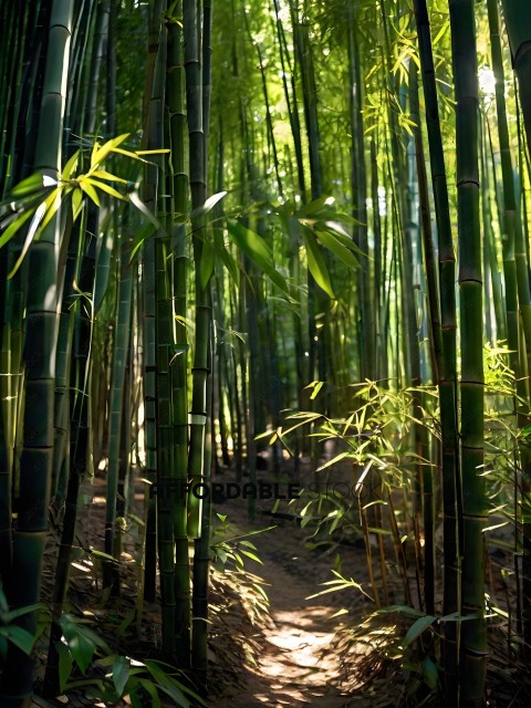 A pathway through a forest of bamboo stalks