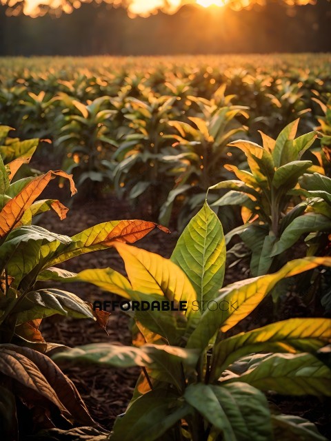Sunset over a field of tobacco plants