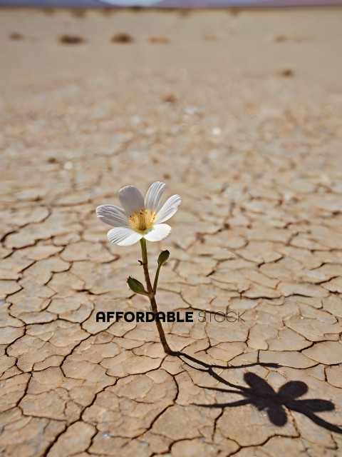 A small white flower growing in a crack in the ground