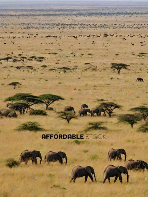 Elephants in a field of dry grass