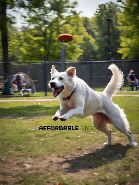 A white dog catches a frisbee in a park