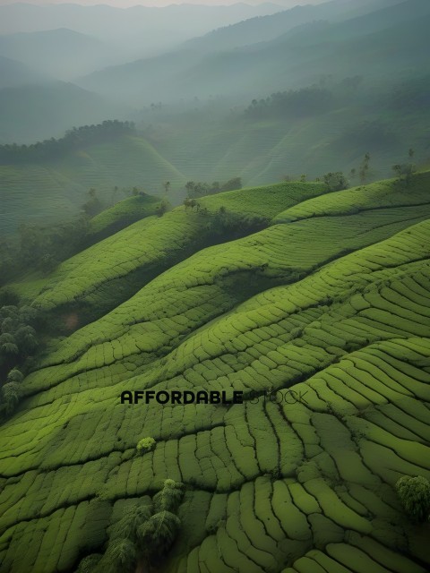 A lush green hillside with a misty valley in the background