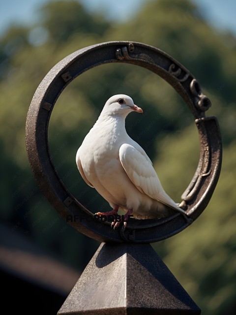 A white bird perched on a metal ring