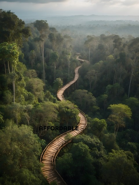 A long wooden pathway in the middle of the jungle