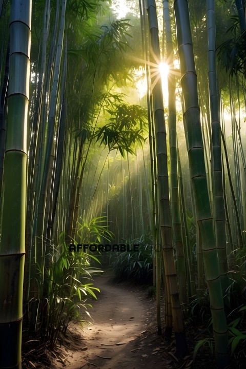 A pathway through a bamboo forest