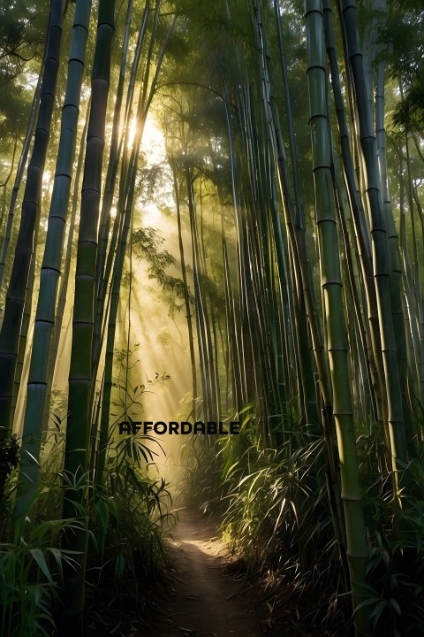 A pathway through a forest of bamboo