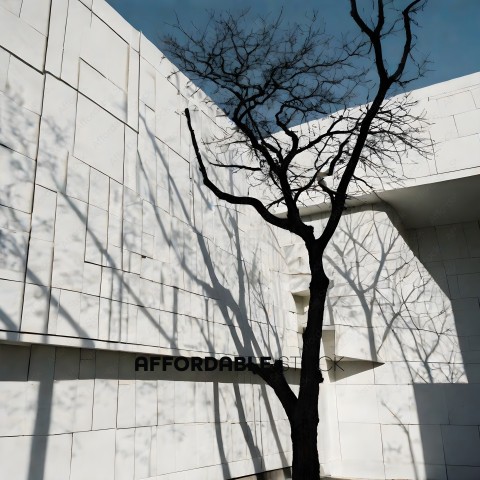 A tree in front of a white building