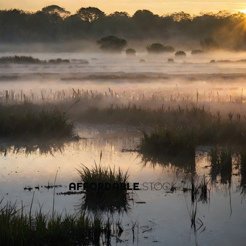 Misty marsh with reeds and grasses