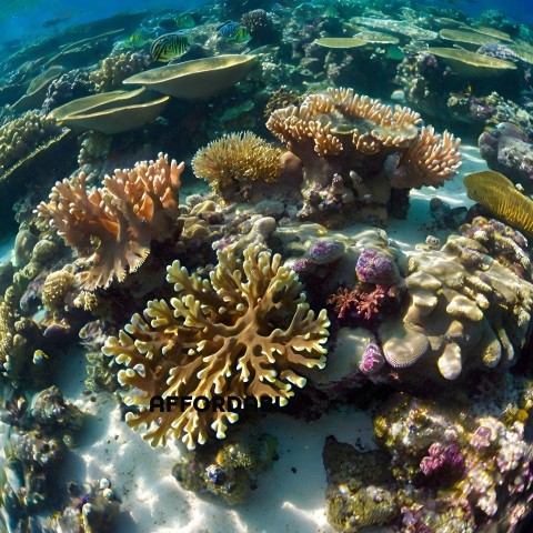 A variety of coral and sea creatures in a coral reef