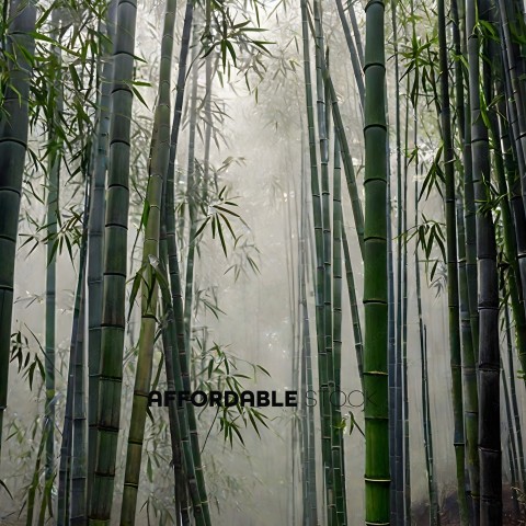 Bamboo Forest with Mist
