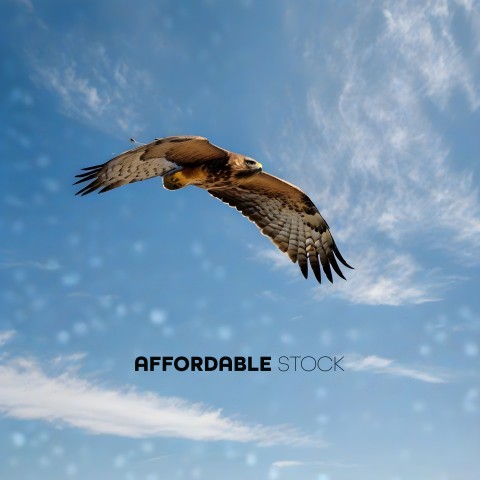 A hawk soaring through the sky