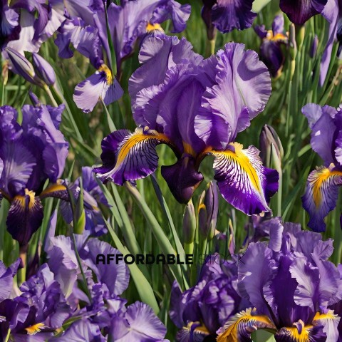 Purple Iris with Yellow Stem