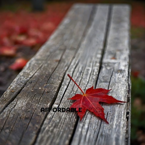 A Red Maple Leaf Lays on a Wooden Bench