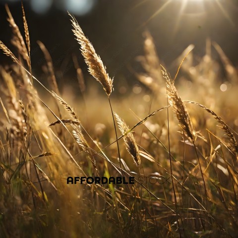 Tall Brown Grass with Sunlight Shining Through