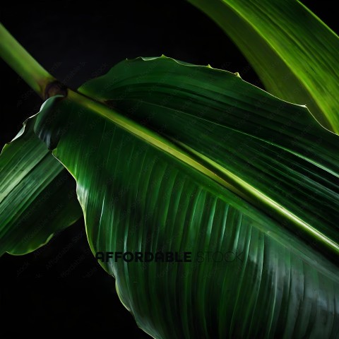A close up of a green leaf