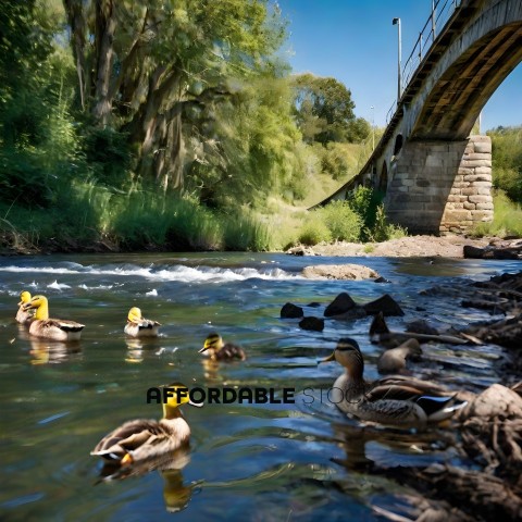 Ducks swimming in a river under a bridge