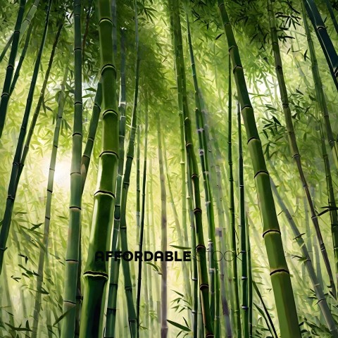 Bamboo Forest with Sunlight Filtering Through