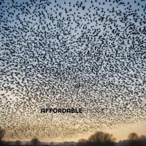 Flock of birds flying in the sky