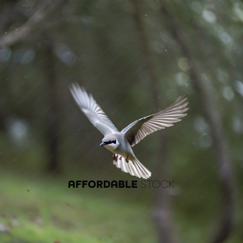 A small bird with a blue head and gray body flies through the air