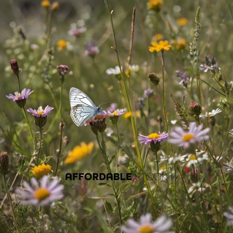 A butterfly in a field of flowers