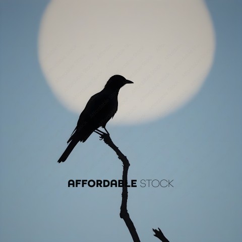 A bird perched on a branch under a full moon