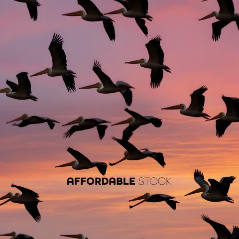 Flock of Pelicans Flying in the Sky