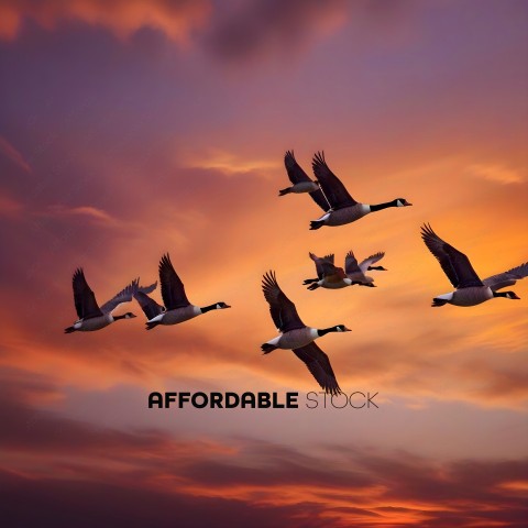 Five geese flying in a line during a sunset
