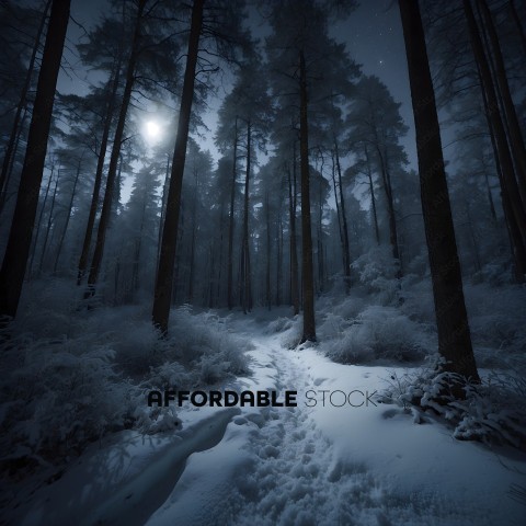 A snowy pathway through a forest at night
